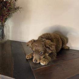 Rigby - Red & white male Miniature American Shepherd puppy in Kellerton, Iowa from Ebersole Ranch