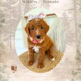 Willow - Red  female Goldendoodle puppy in Canton, Georgia from Teddy Puppies