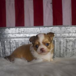 Colby - Chocolate sabled fawn male Chihuahua puppy in Gloucester, Virginia from Charlotte's Web of Chihuahuas