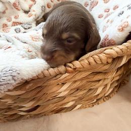 Dachshund Puppies from Lone Star Dachshunds