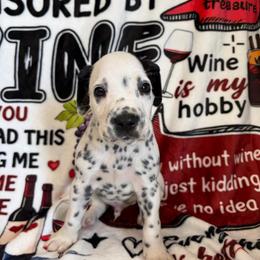 Shiraz - White and black male Dalmatian puppy in Claremore, Oklahoma from Lotsofdots Dalmatians LLC