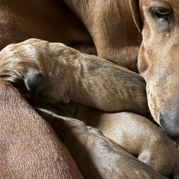 Whiskey - Redbone Coonhound