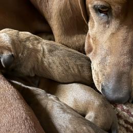 Whiskey - Redbone Coonhound