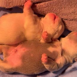 French Bulldog Puppies from Lilac City Frenchies