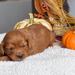 Brittney - Red female Cavapoo puppy in Gap, Pennsylvania from Country View Puppies ( License 18816)
