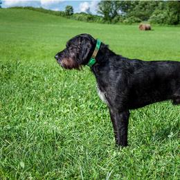 German Wirehaired Pointer and Pudelpointer All Grown Up from Ripsnorter Kennels