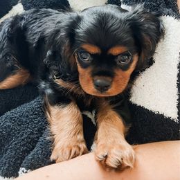 Solo - Black and tan male Cavalier King Charles Spaniel puppy in Georgetown, Texas from The Darling Pup