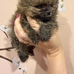 Charlie - Orange sable male Pomeranian puppy in Grayslake, Illinois from Touch Of Clouds Poms