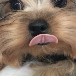 Yorkshire Terriers from Destiny's Yorkshire Terriers