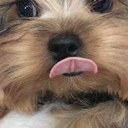 Yorkshire Terriers from Destiny's Yorkshire Terriers