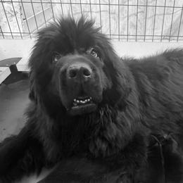 Pebbles - Newfoundland