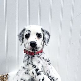 Kyber Crystal - White and black male Dalmatian puppy in Gray, Georgia from Fuller Spots