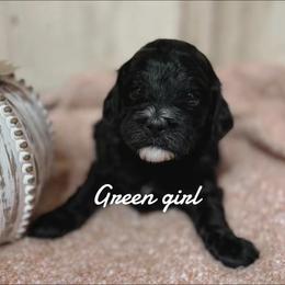 Bernedoodle Puppies from Bailey Doodles