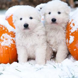 English Shepherd and Maremma Sheepdog Puppies from Terra Vitae Farms English Shepherds / Maremma Sheepdogs