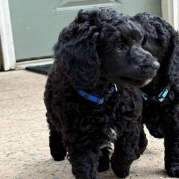 Franz - Black male Poodle puppy in Hartselle, Alabama from Phare Poodles
