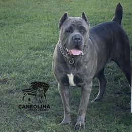 Karma - Cane Corso