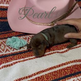 Pearl - Dapple female Dachshund puppy in Sheridan, Wyoming from Scottland Ranch Dachshunds