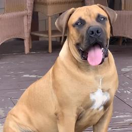 Boerboel Puppies from Coachella So Cal Boerboels