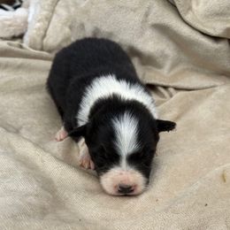 Christy - Black and white female Border Collie puppy in Chattanooga, Tennessee from Ross Vegas Kennels