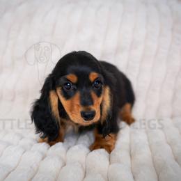 Wedge - Black and tan male Dachshund puppy in Temecula, California from Naomi Magee's Dachshund Kennel