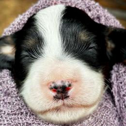 Purple Girl - female Cavapoo puppy in Travelers Rest, South Carolina from Bailey Mountain Doodles