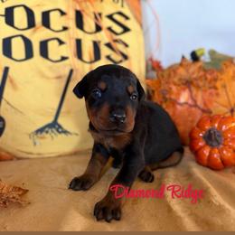Red collared girl - Black and rust female Doberman Pinscher puppy in Winamac, Indiana from DIAMOND RIDGE DOBERMANS