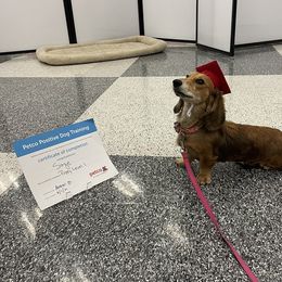 Dachshund Puppies from Forever home dachshunds