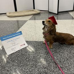 Dachshund Puppies from Forever home dachshunds