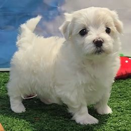 Lincoln - White and lemon male Maltese puppy in Aurora, Missouri from KnJ Precious Paws LLC