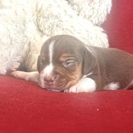 Pocket Beagle Bucky - Brown white and tan male Beagle puppy in Gentry, Arkansas from HC Puppy Ranch
