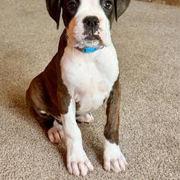 Paul Revere (Revere) - Brindle male Boxer puppy in Georgia from Stephanie’s Boxers