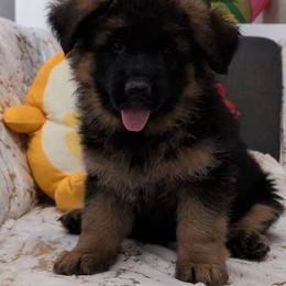 Female - Black and red female German Shepherd puppy in Twin Lake, Michigan from VanBlargan German Shepherds