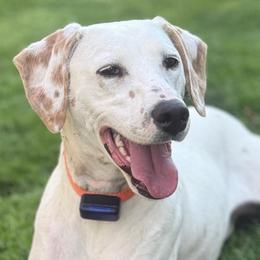 Kayah - White and lemon female Dalmatian puppy in Louisa, Virginia from Dalmatian Creation LLC