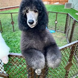 Poodle Puppies from Acqua Standard Poodles