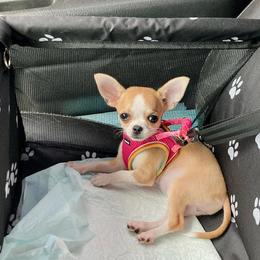 Chihuahua Puppies from Chilove Chihuahuas