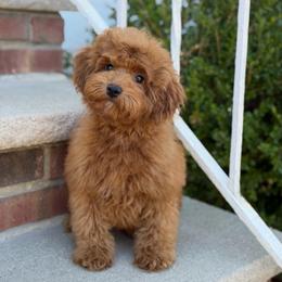 Lotus - Red  female Poodle puppy in Belleville, New Jersey from TK Poodles
