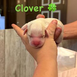 Clover - Red roan male Cockapoo puppy in Colorado Springs, Colorado from Colorado Cockapoos