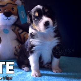 Girl 4 - Black Australian Shepherd puppy in Delta, Missouri from Nightblood Aussies