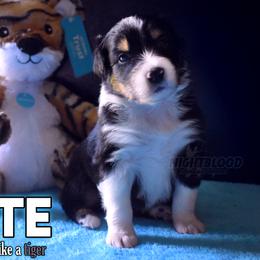 Girl 4 - Black Australian Shepherd puppy in Delta, Missouri from Nightblood Aussies