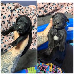 Clue - Black and white male Xoloitzcuintli puppy in Manitowoc, Wisconsin from Wonderland Kennel