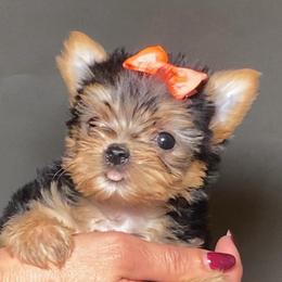 Dolly - Black and gold female Yorkshire Terrier puppy in San Diego, California from BC Breeders Association
