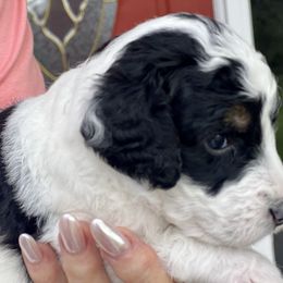 Marilyn (Ms Thornhill) - Tri-color female Bernedoodle puppy in Montverde, Florida from Central Florida Bernedoodles