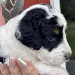 Marilyn (Ms Thornhill) - Tri-color female Bernedoodle puppy in Montverde, Florida from Central Florida Bernedoodles