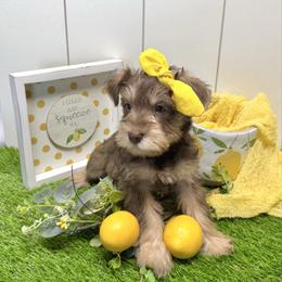 Croix - Liver female Miniature Schnauzer puppy in Huntington, Utah from Schnauzers on Robinson Lane