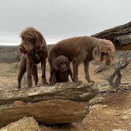 Pudelpointers from Point North Gundogs