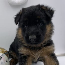 German Shepherds from Prigge Farm German Shepherds