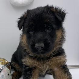German Shepherds from Prigge Farm German Shepherds