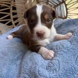 Henry - Red tri-color male Australian Shepherd puppy in Grants Pass, Oregon from Carmel Mountain Aussies