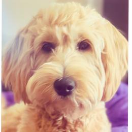 Tessa - Goldendoodle