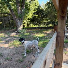 Mollie - Sheepadoodle